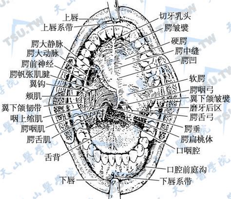 嘴巴器官|口腔解剖与生理